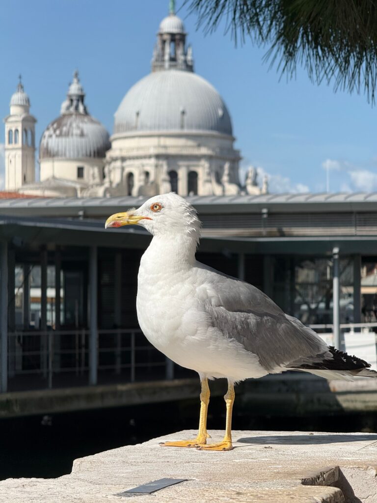 Gabbiano su una riva veneziana con cupole storiche sullo sfondo